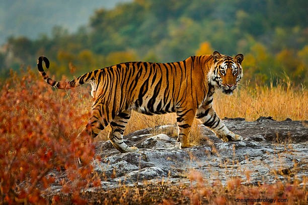 Znaczenie tygrysiego snu w hinduizmie:Widzenie lamparta we śnie
