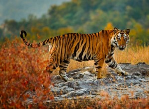 ヒンズー教における虎の夢の意味:夢の中でヒョウを見る