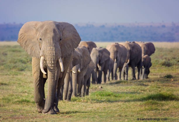 Słoń we śnie:znaczenie snu wściekłego słonia