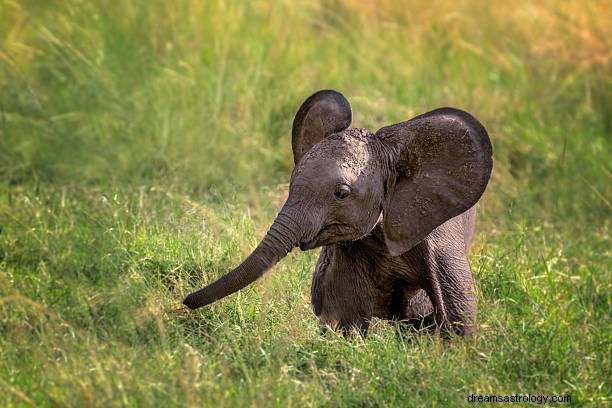 Elefante em sonho:significado do sonho de elefante irritado