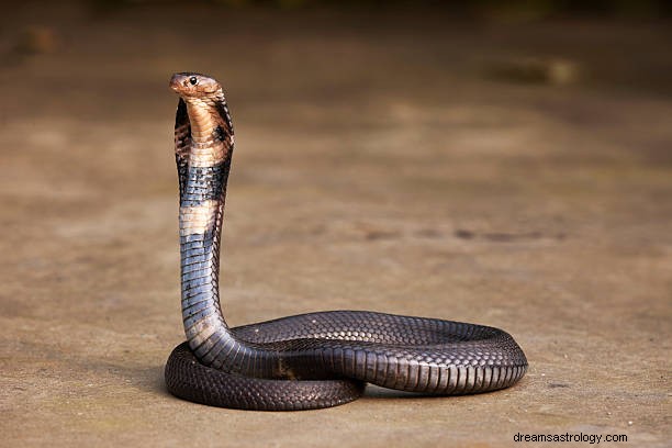 Il sogno di un morso di serpente significa indù | Uccidere il serpente nero significa?