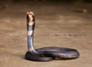 Significado de Soñar con Mordedura de Serpiente Hindú | ¿Matar a Black Snake significa?