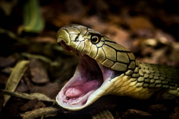 Significado de Soñar con Mordedura de Serpiente Hindú | ¿Matar a Black Snake significa?