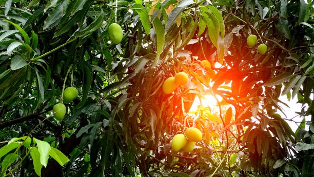 Mango zien in droombetekenis | Mango s eten of plukken 2022