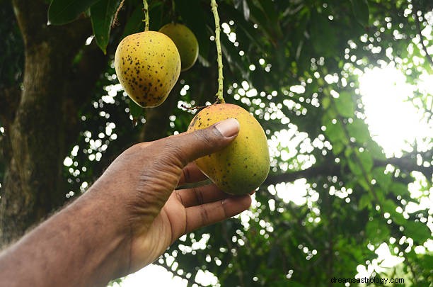 Ver mango en soñar significado | Comer o arrancar mangos 2022