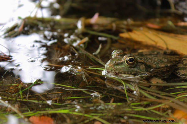 Signification et interprétation des rêves de grenouille :différents rêves de grenouille