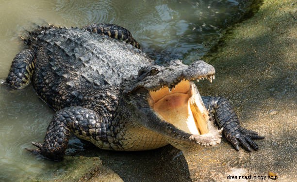 Krokodýlí sen Význam:Interpretace hinduismu a islámu aligátora