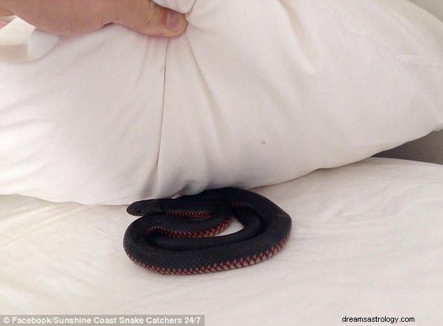 Significado de Soñar con Almohada Ver | Sueño de almohada de serpiente, sucio y húmedo