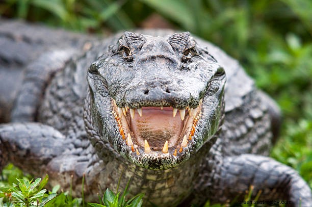 Krokodilledrømmebetydning:Alligator Hindu &Islam-fortolkning