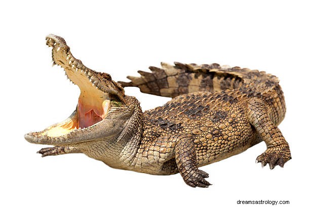 Krokodildrömmening:Alligator Hindu &Islam Tolkning
