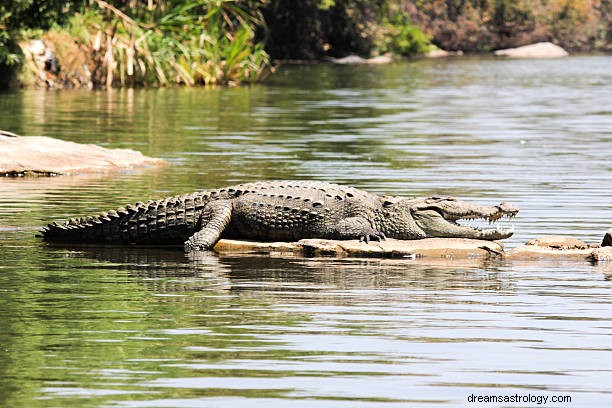 Krokodildrömmening:Alligator Hindu &Islam Tolkning