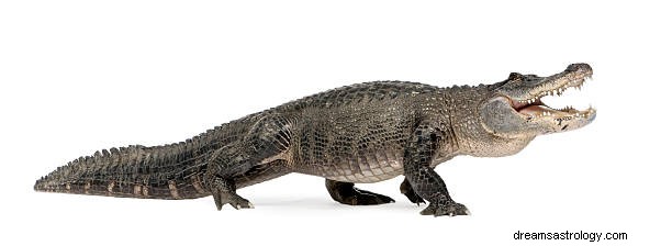 Krokodroom Betekenis:Alligator Hindoe &Islam Interpretatie