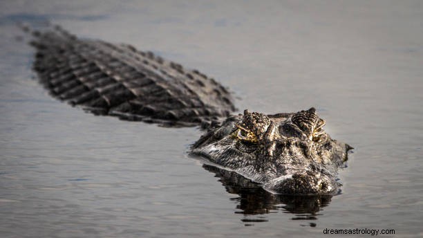 Krokodil i dröm i islamisk religion:Alligatordröm är bra eller dålig