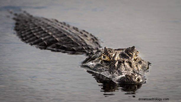 Crocodilo em sonho na religião islâmica:o sonho de jacaré é bom ou ruim