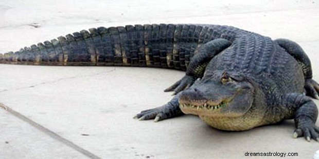 Krokodyl we śnie w religii islamskiej:sen aligatora jest dobry czy zły