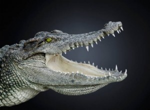 Krokodil i dröm i islamisk religion:Alligatordröm är bra eller dålig