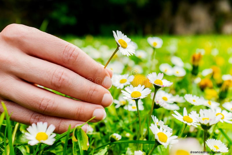 Se blommor i drömmen betydelse | Lotus, röd, blå och vit blomma