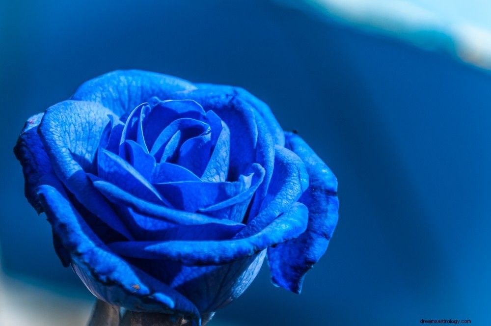 Ver Flores en Soñar Significado | Flor de loto, roja, azul y blanca
