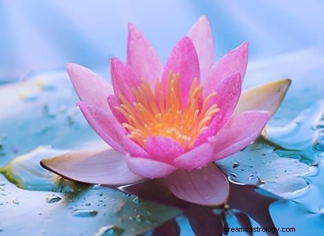 Se blomster i drømme, betydning | Lotus, rød, blå og hvid blomst