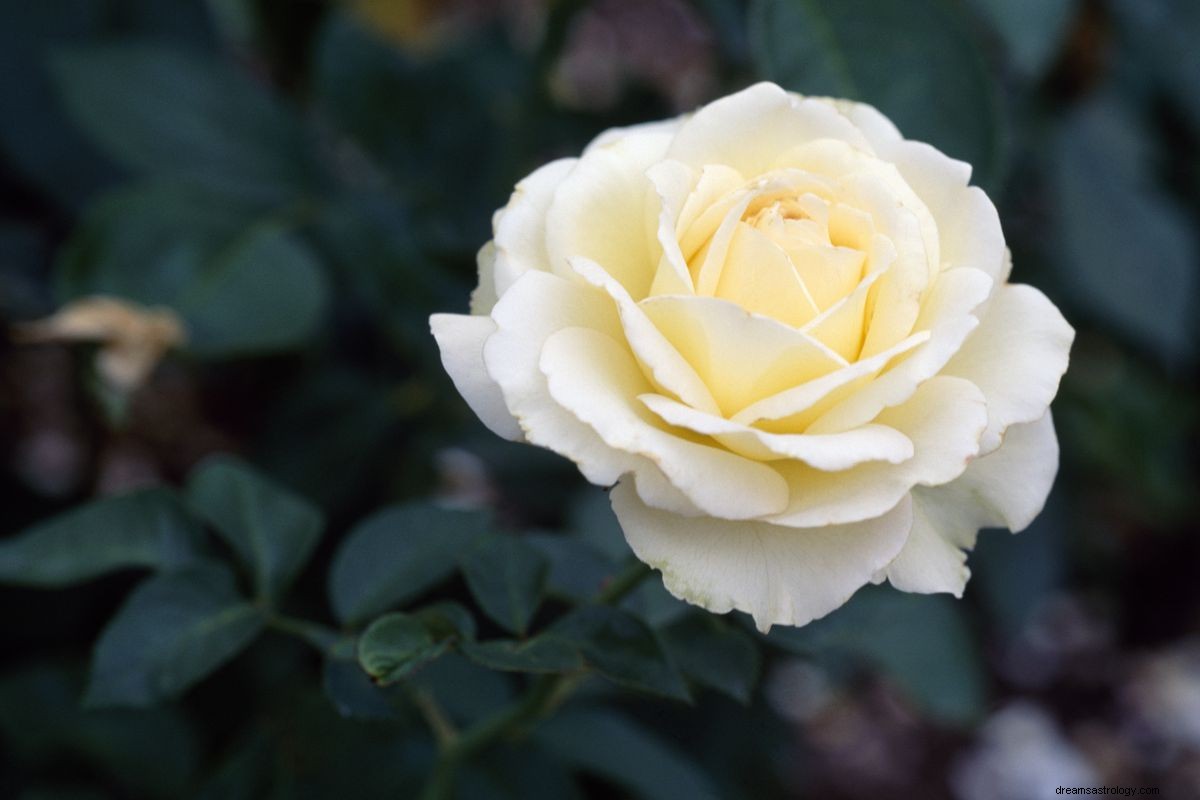 Bloemen zien in een droom Betekenis | Lotus, rode, blauwe en witte bloem