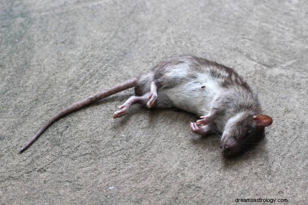 Mouse In Dream Betekenis:Rat In Dream Hindu
