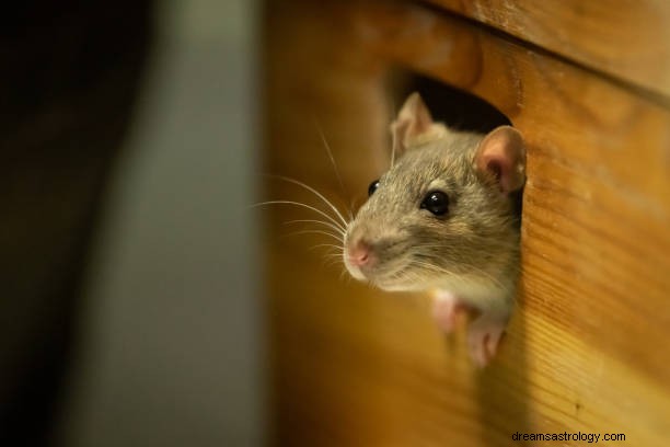 Mouse In Dream Betekenis:Rat In Dream Hindu