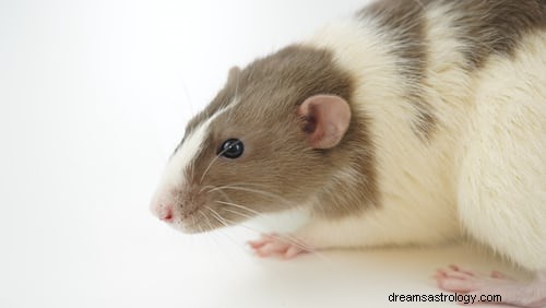 ネズミの夢の意味:ネズミの夢