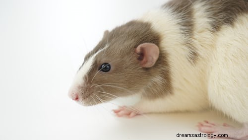 Mouse In Dream Betydelse:Rat In Dream Hindu