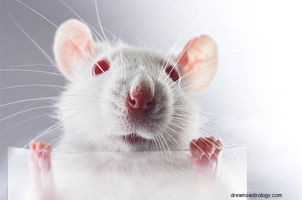 Souris en rêve Signification :Rat en rêve Hindou