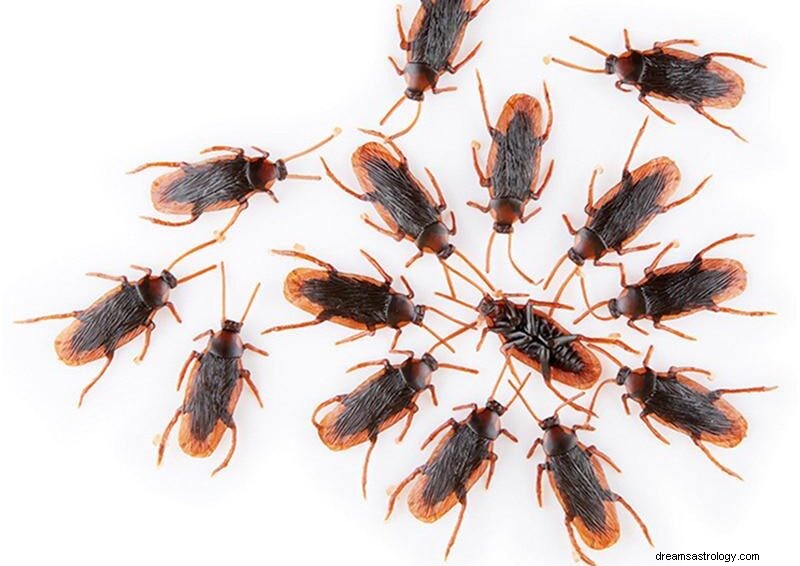 Kakkerlakkendroom Betekenis:Kakkerlakkendroom doden