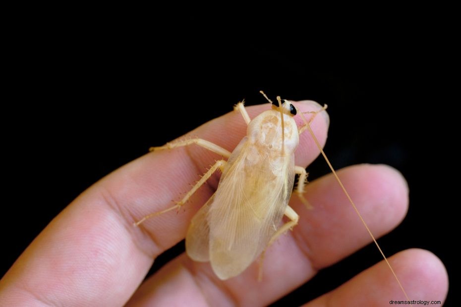 Sen švábů Význam:Sen o zabíjení švábů