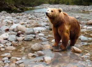 Sen o medvědech:biblický význam a symbolika