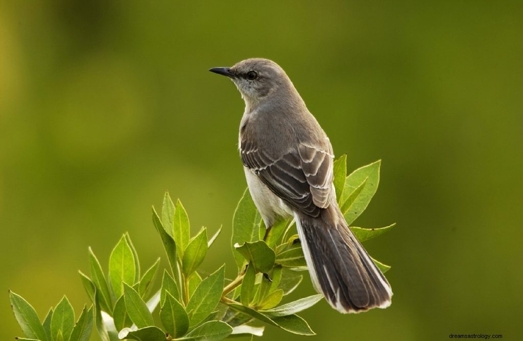 Mimpi Tentang Burung Mockingbird:Interpretasi Dan Simbolisme