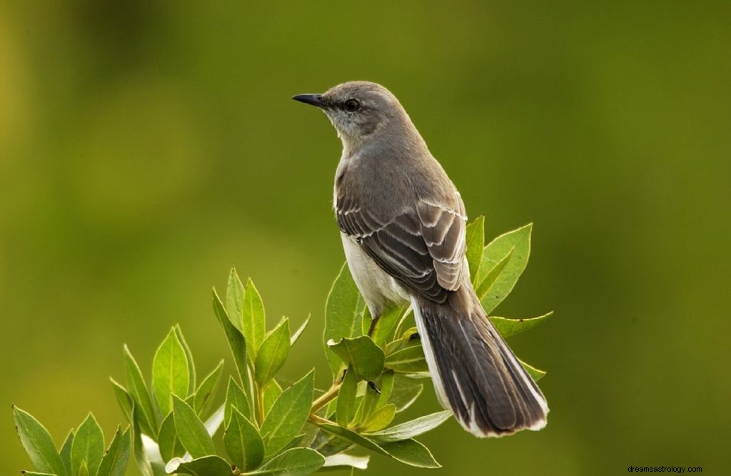 Sonhe com Mockingbirds:Interpretação e Simbolismo