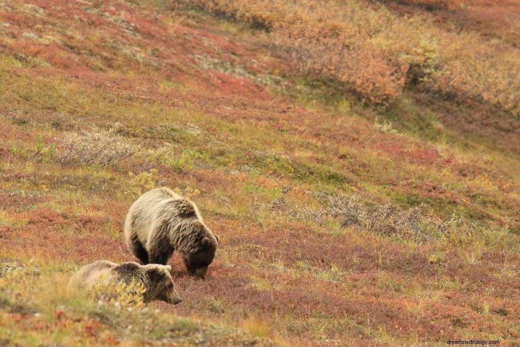 Drøm om bjørne:bibelsk betydning og symbolik