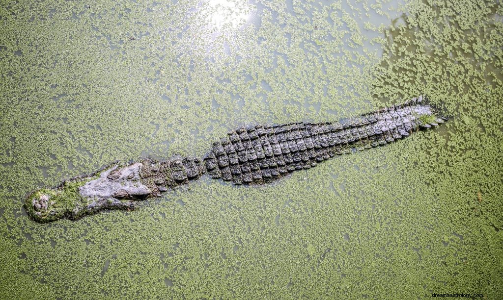 Drömmer om alligatorer:meningen med att se alligatorer och krokodiler i drömmar