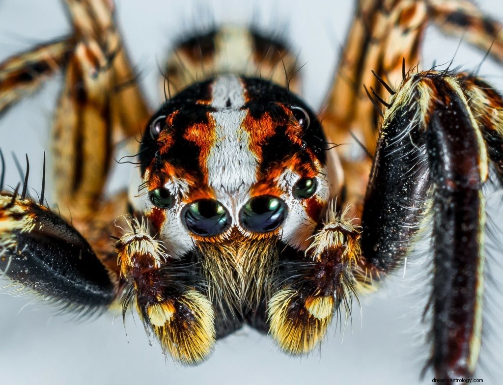 Śnienie o pająkach:interpretacja i znaczenie