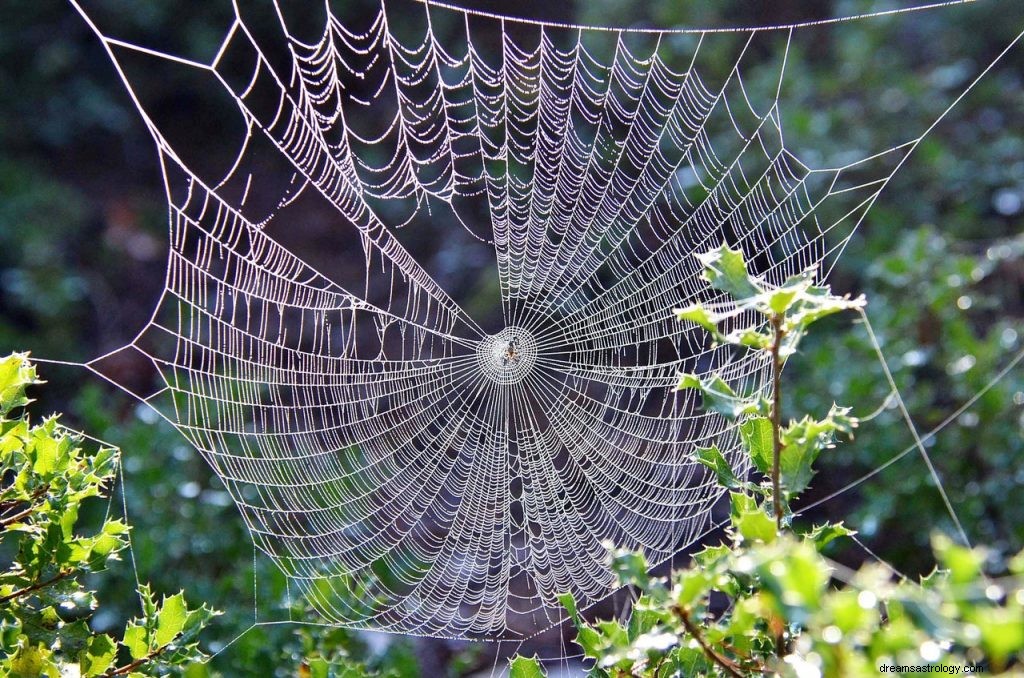 Dromen over spinnen:interpretatie en betekenis