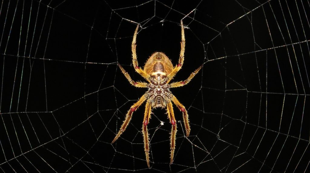 Snění o pavoucích:výklad a význam