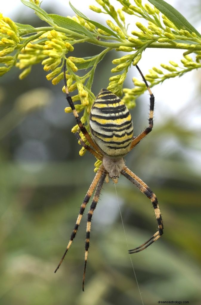 Sonhando com aranhas:interpretação e significado