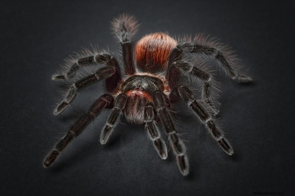 Drömmer om spindlar:tolkning och mening