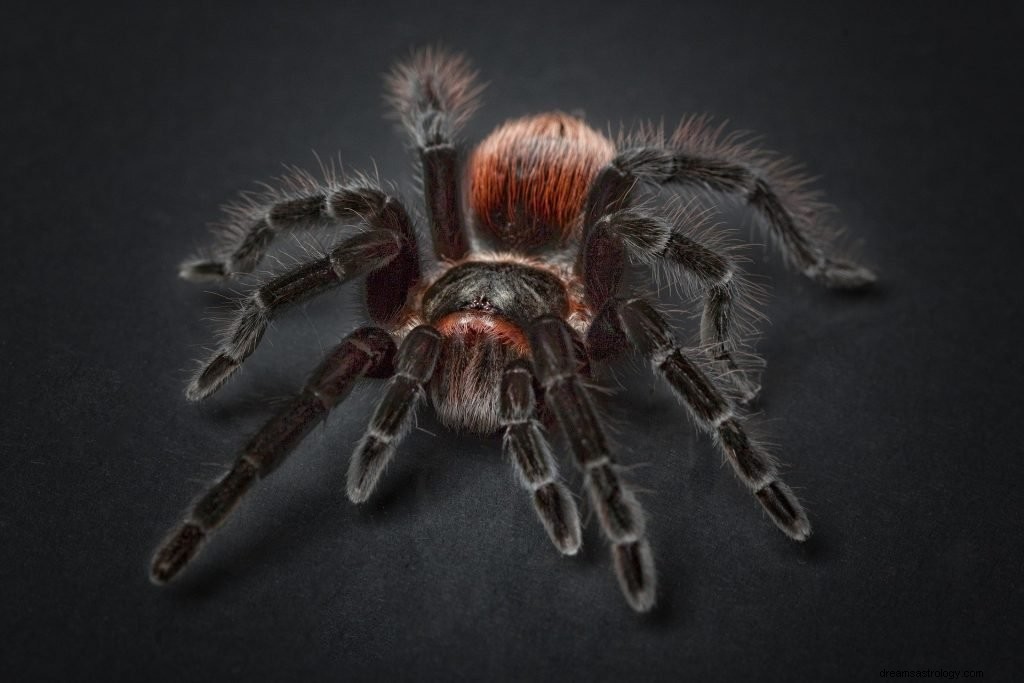 Dreaming About Spiders:Interpretation And Meaning