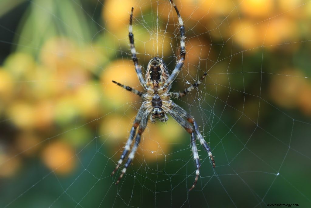 Snění o pavoucích:výklad a význam