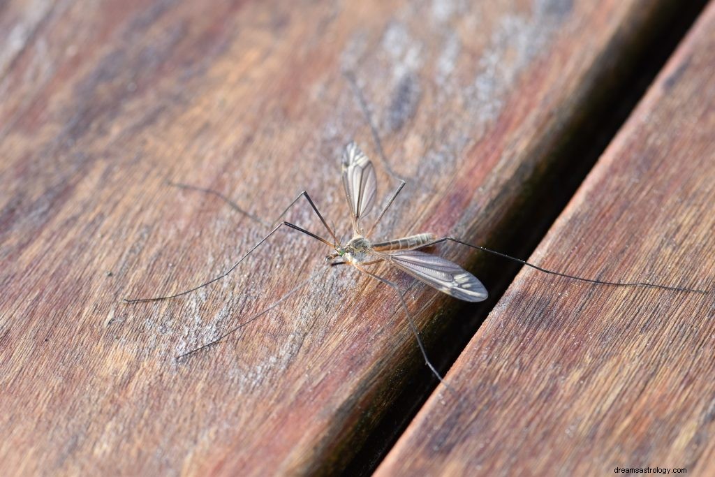 昆虫や虫の夢を見る:解釈と象徴主義