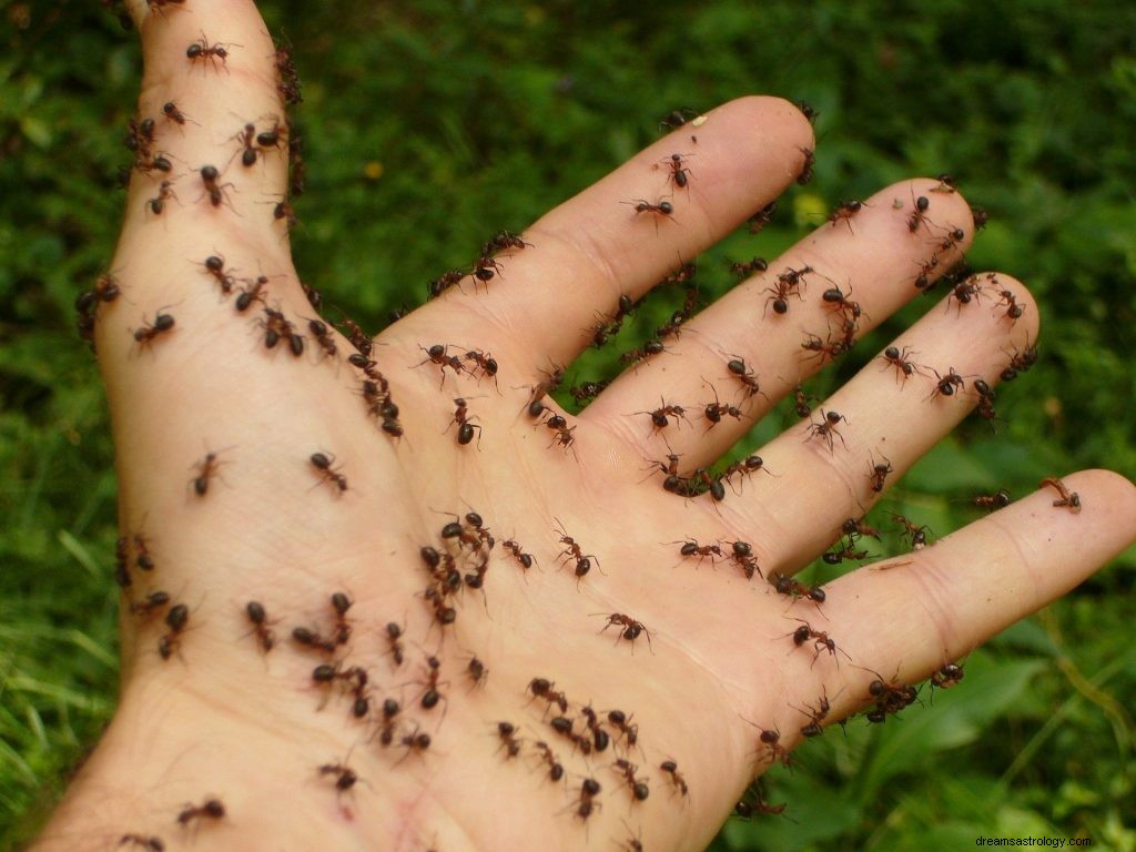 Mimpi Serangga Atau Serangga:Tafsir Dan Simbolisme