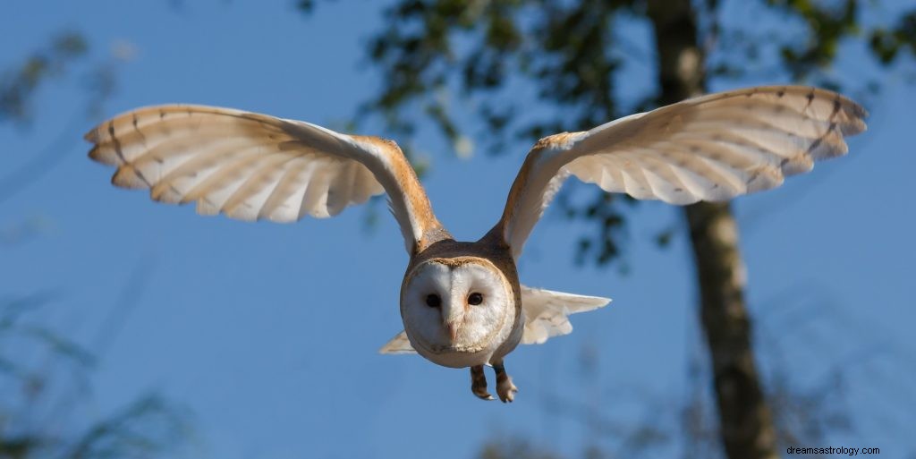 フクロウの夢:意味と解釈