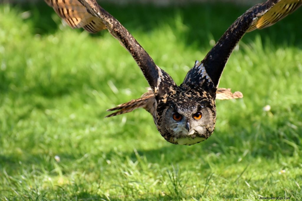 フクロウの夢:意味と解釈