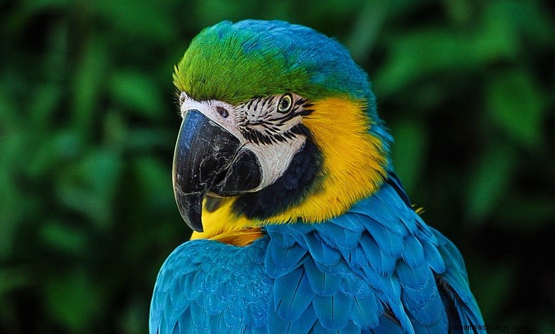 Papagei – Bedeutung und Symbolik von Träumen