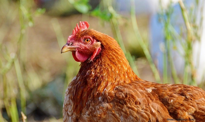 Kylling – drømmebetydning og -tydning