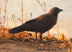 Signification des rêves de corbeau